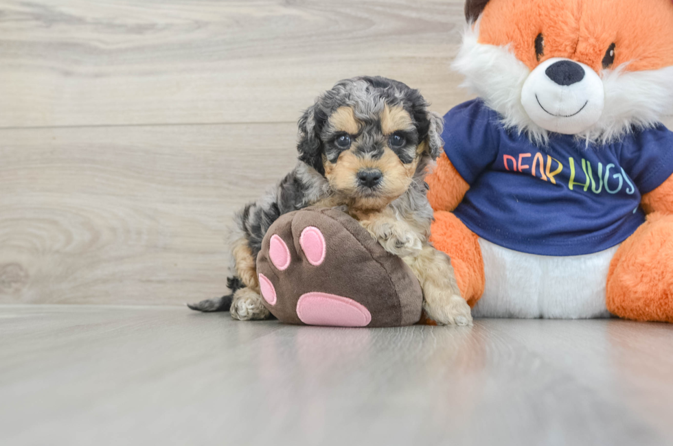 5 week old Cockapoo Puppy For Sale - Florida Fur Babies