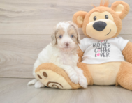 7 week old Cockapoo Puppy For Sale - Florida Fur Babies