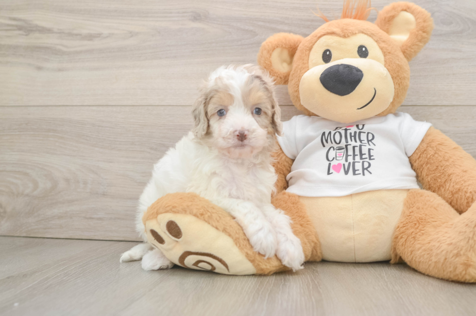 6 week old Cockapoo Puppy For Sale - Florida Fur Babies
