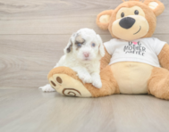 5 week old Cockapoo Puppy For Sale - Florida Fur Babies