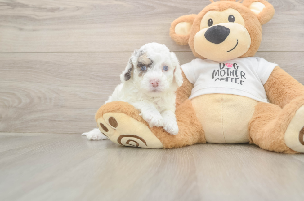 5 week old Cockapoo Puppy For Sale - Florida Fur Babies
