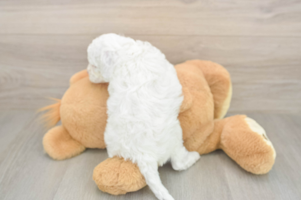 Friendly Cockapoo Baby