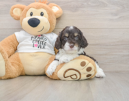 7 week old Cockapoo Puppy For Sale - Florida Fur Babies
