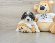 7 week old Cockapoo Puppy For Sale - Florida Fur Babies