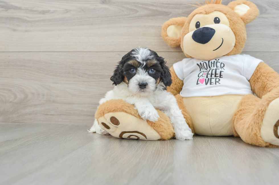 7 week old Cockapoo Puppy For Sale - Florida Fur Babies