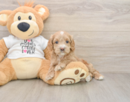 7 week old Cockapoo Puppy For Sale - Florida Fur Babies