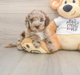 5 week old Cockapoo Puppy For Sale - Florida Fur Babies