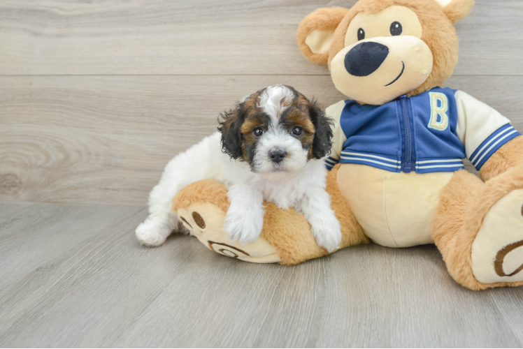 Cockapoo Pup Being Cute