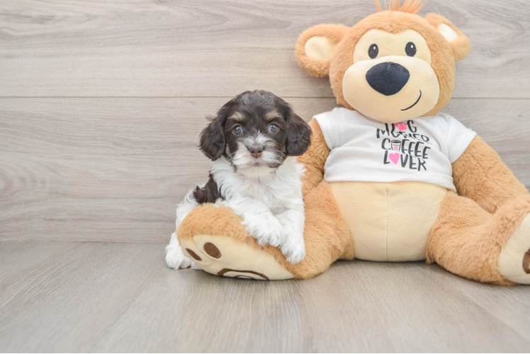 Little Cocker Doodle Poodle Mix Puppy
