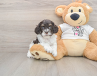 8 week old Cockapoo Puppy For Sale - Florida Fur Babies