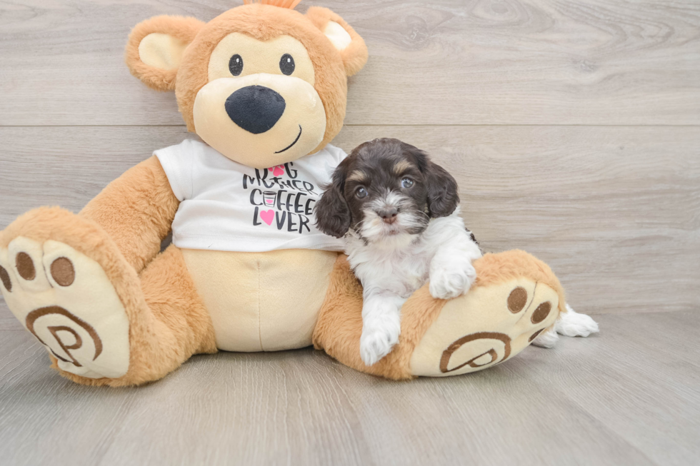 Cockapoo Puppy for Adoption