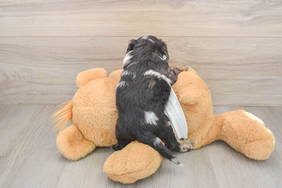 Popular Cockapoo Poodle Mix Pup