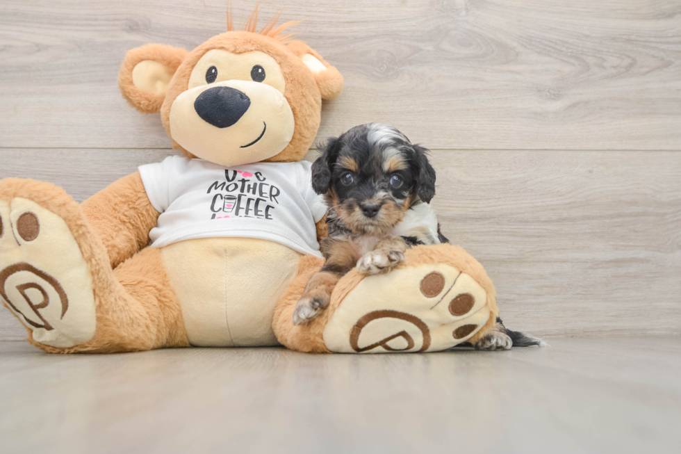 Cockapoo Puppy for Adoption