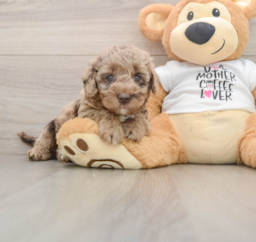 5 week old Cockapoo Puppy For Sale - Florida Fur Babies