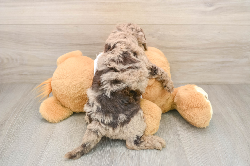 Cockapoo Puppy for Adoption