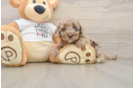 Popular Cockapoo Poodle Mix Pup