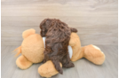 Cockapoo Puppy for Adoption