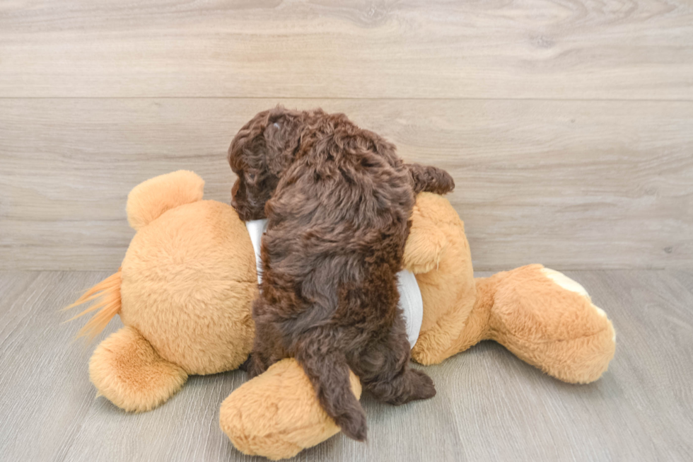 Cockapoo Puppy for Adoption