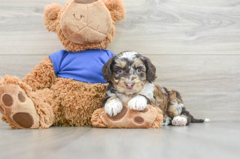 7 week old Cockapoo Puppy For Sale - Florida Fur Babies