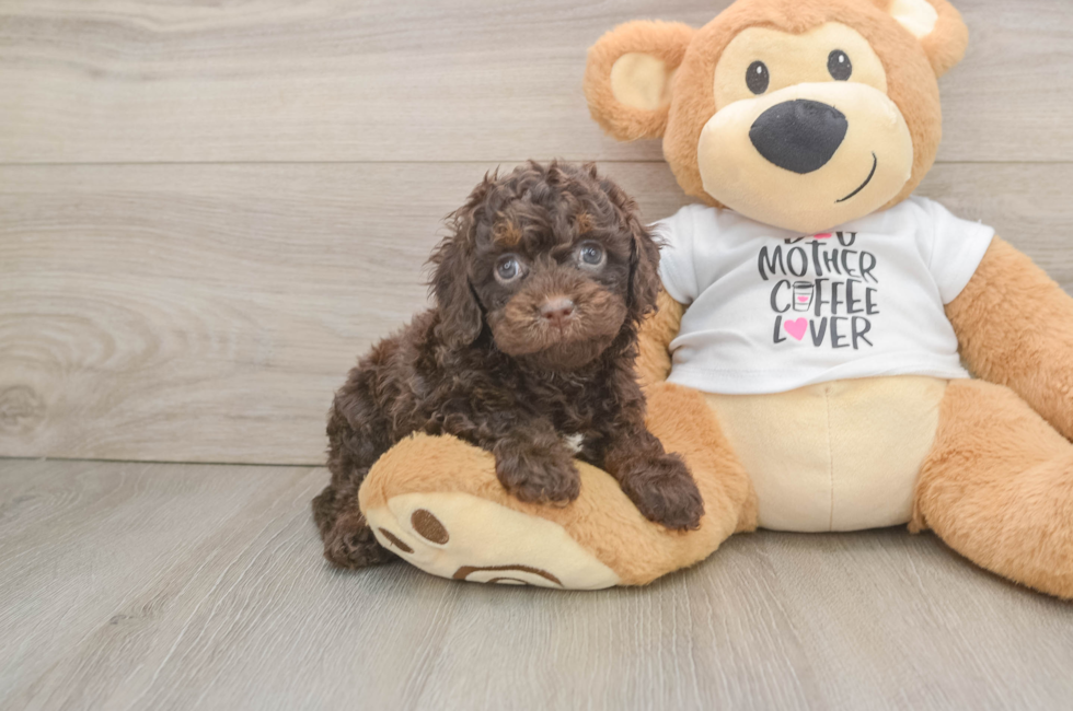 6 week old Cockapoo Puppy For Sale - Florida Fur Babies