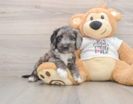 10 week old Cockapoo Puppy For Sale - Florida Fur Babies