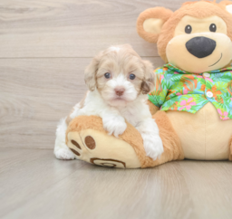 5 week old Cockapoo Puppy For Sale - Florida Fur Babies