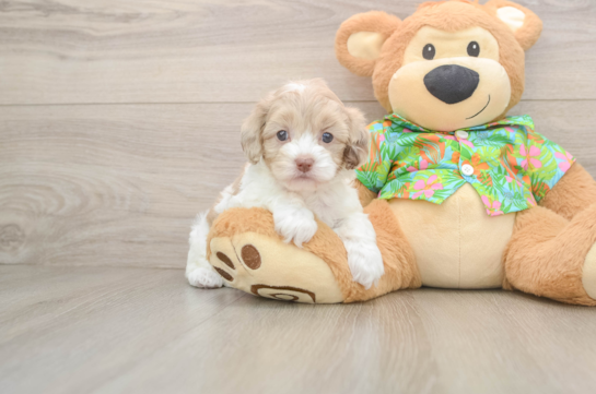 Cockapoo Puppy for Adoption
