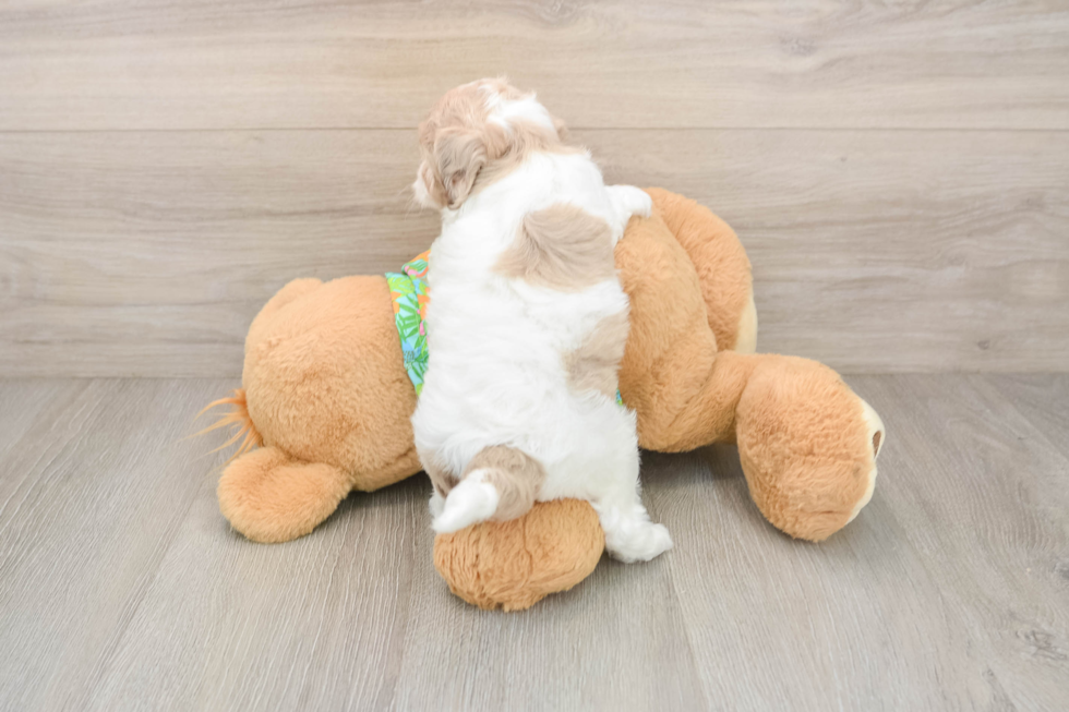 Best Cockapoo Baby