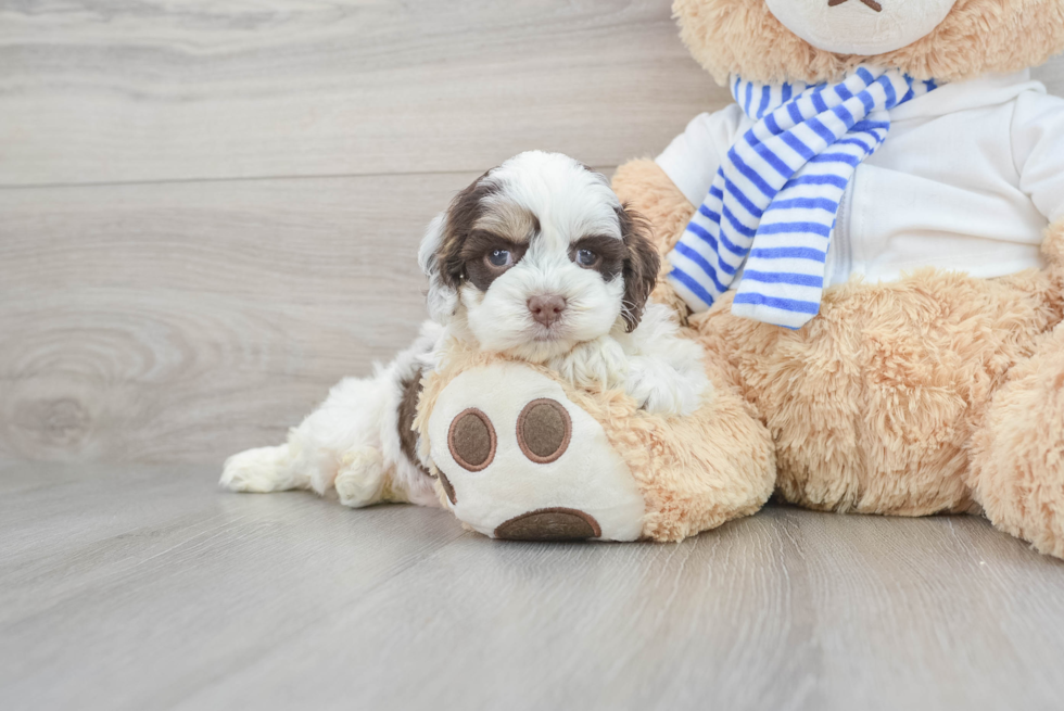 Smart Cockapoo Poodle Mix Pup