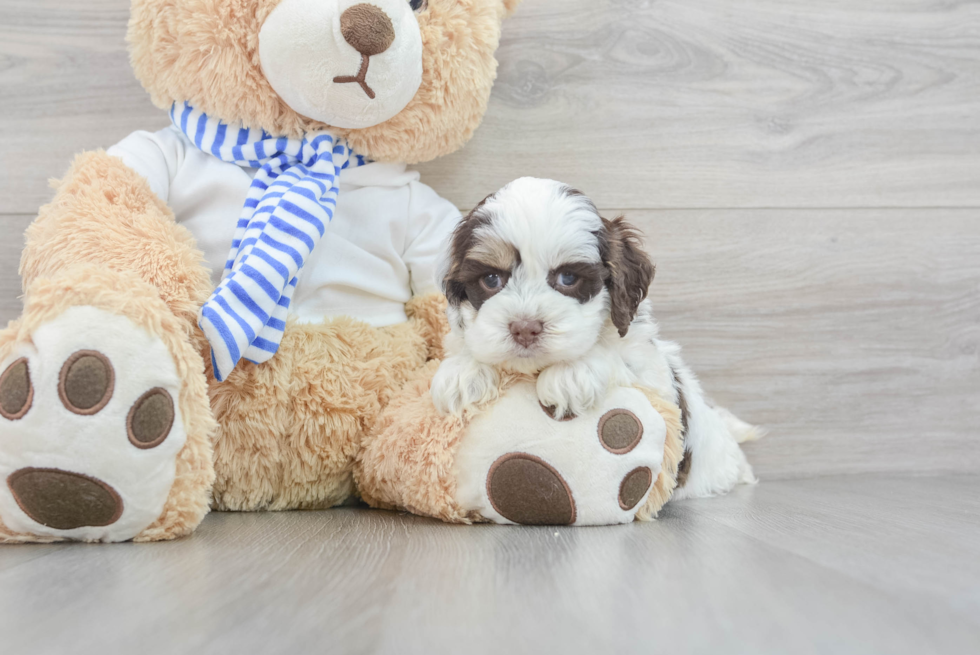 Cockapoo Puppy for Adoption