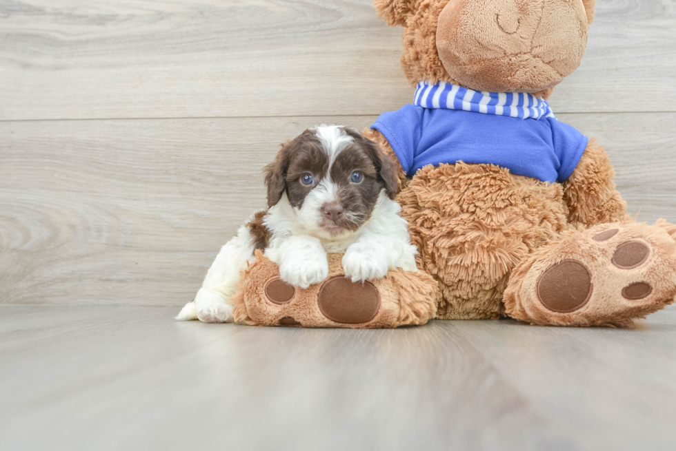 Cockapoo Puppy for Adoption