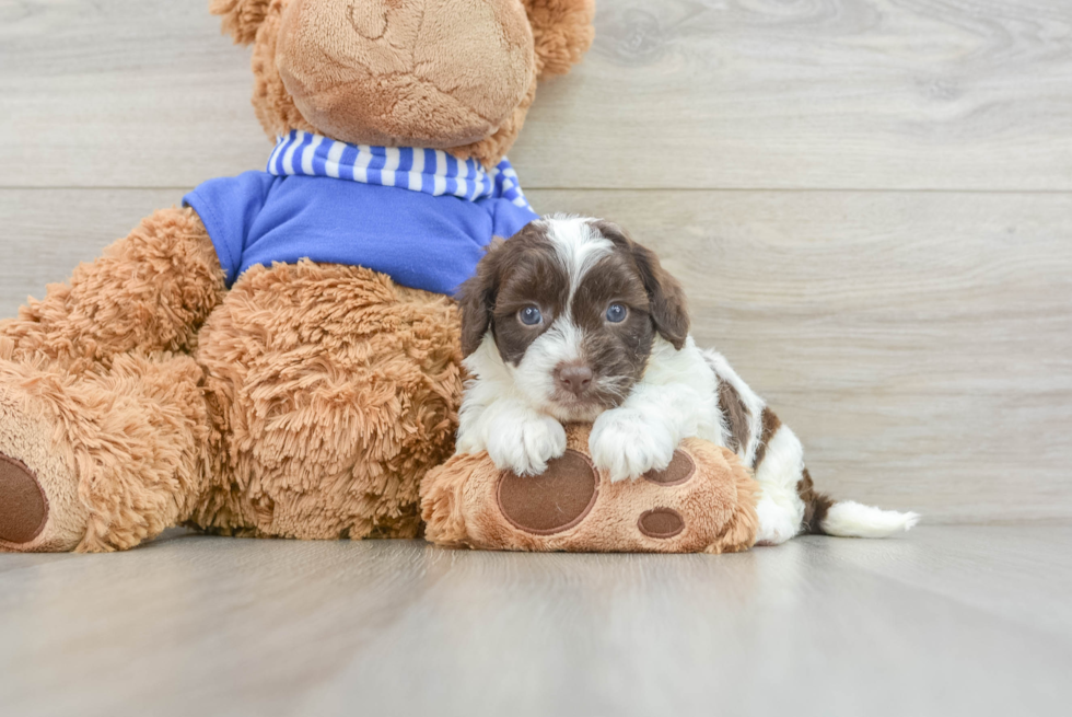 Cockapoo Puppy for Adoption