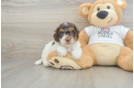 Small Cockapoo Baby