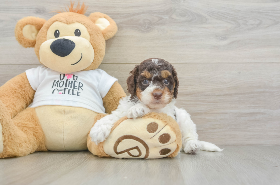5 week old Cockapoo Puppy For Sale - Florida Fur Babies