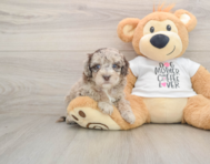 6 week old Cockapoo Puppy For Sale - Florida Fur Babies