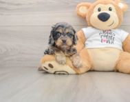 8 week old Cockapoo Puppy For Sale - Florida Fur Babies