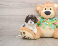 7 week old Cockapoo Puppy For Sale - Florida Fur Babies