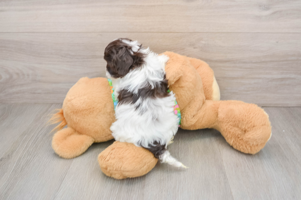 Cockapoo Puppy for Adoption