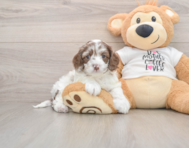 7 week old Cockapoo Puppy For Sale - Florida Fur Babies
