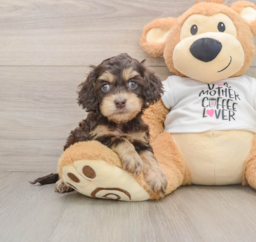 5 week old Cockapoo Puppy For Sale - Florida Fur Babies