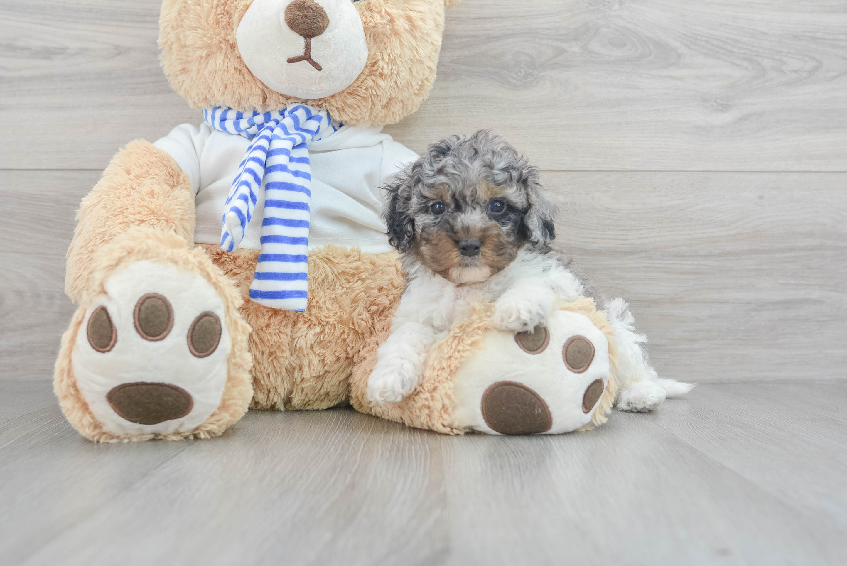 Teddy bear cockapoo on sale puppies for sale