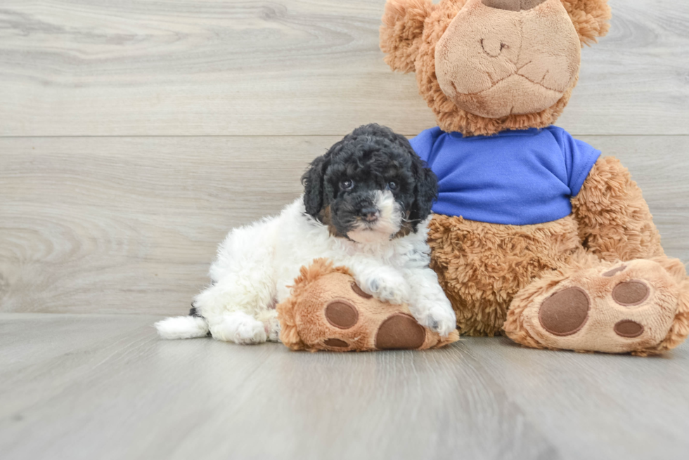 Cute Cockapoo Baby