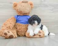 7 week old Cockapoo Puppy For Sale - Florida Fur Babies