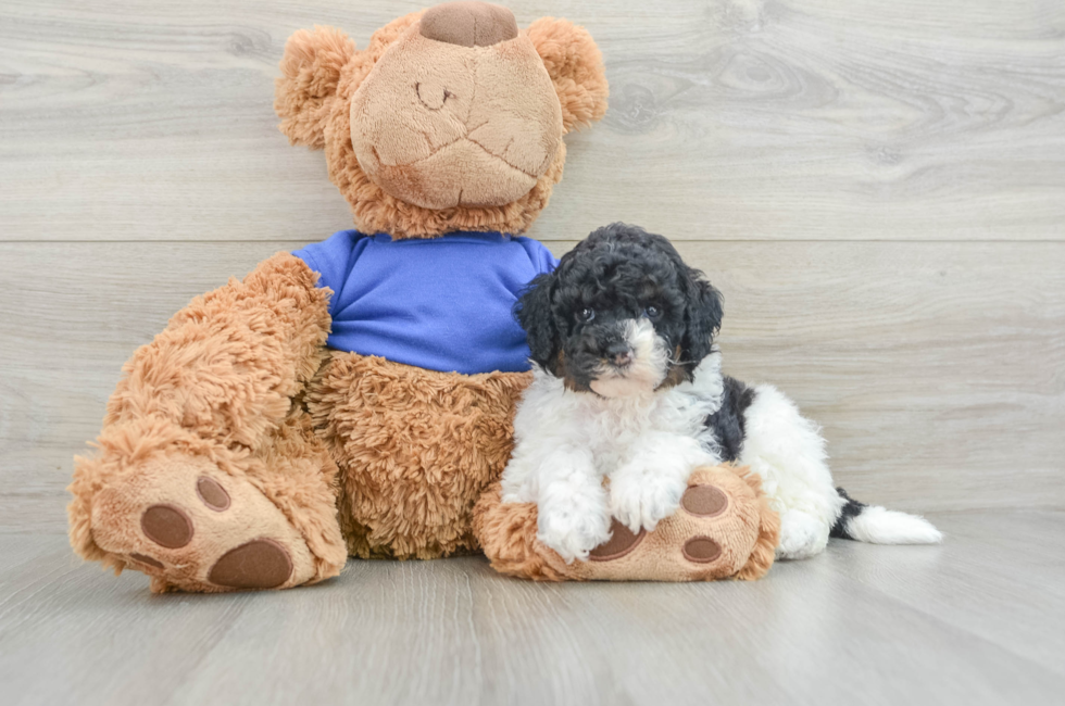 5 week old Cockapoo Puppy For Sale - Florida Fur Babies