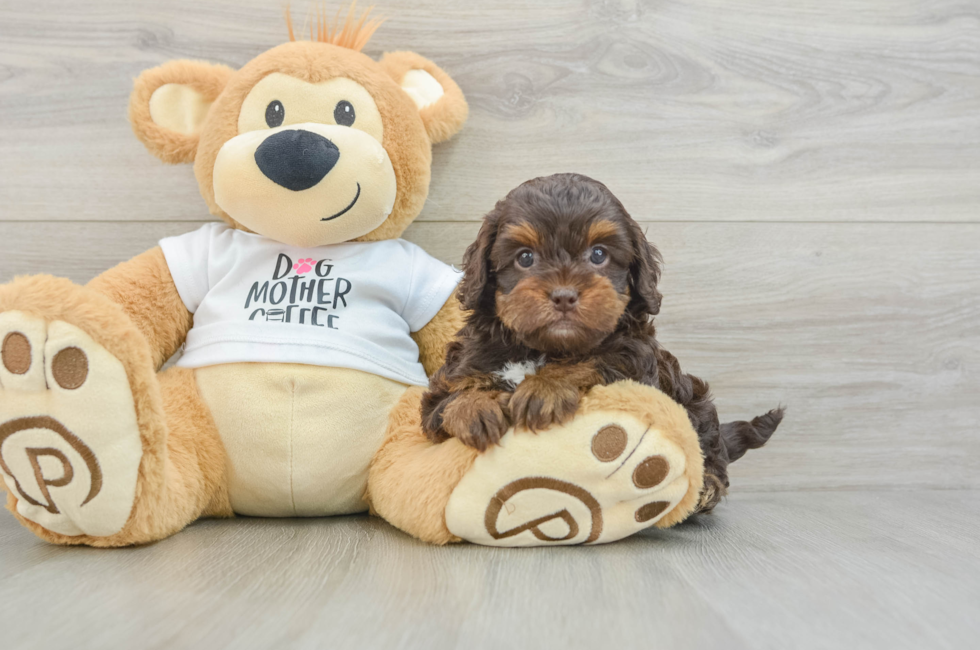 6 week old Cockapoo Puppy For Sale - Florida Fur Babies