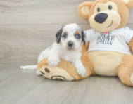9 week old Cockapoo Puppy For Sale - Florida Fur Babies