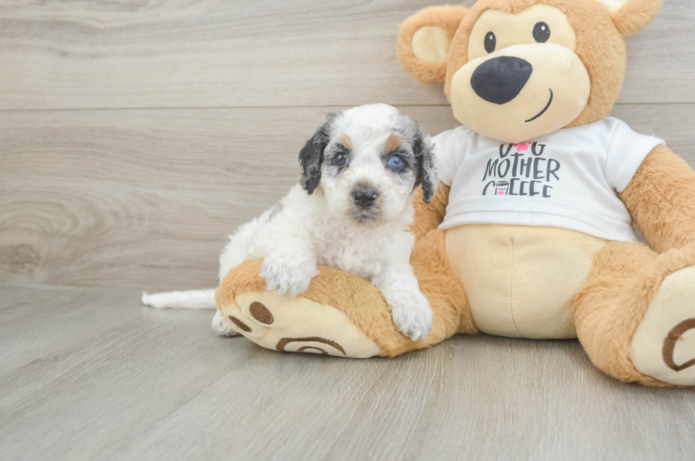 9 week old Cockapoo Puppy For Sale - Florida Fur Babies
