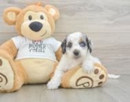 8 week old Cockapoo Puppy For Sale - Florida Fur Babies