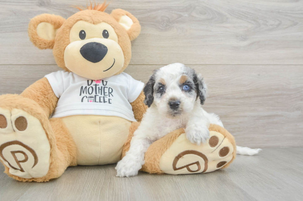 5 week old Cockapoo Puppy For Sale - Florida Fur Babies