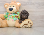 7 week old Cockapoo Puppy For Sale - Florida Fur Babies